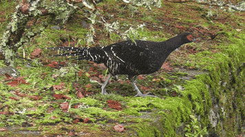 franklin mikado pheasant subadult GIF