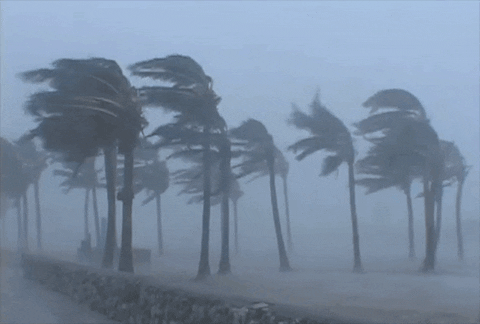 Storm Hurricane GIF - Find & Share on GIPHY