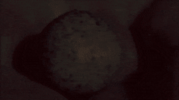 alemaraz666gmailcom platypus hatching GIF