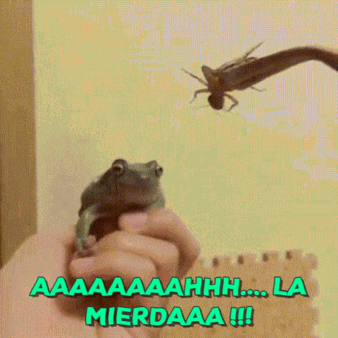cachimacho sapo GIF