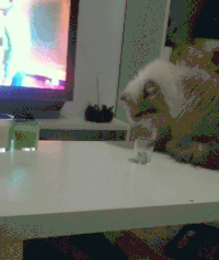 beaver  GIF