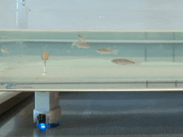 Fish GIF