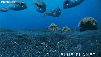 Uncover Blue Planet GIF by BBC Earth
