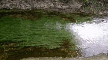 gregcarpentier nature water river GIF