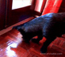viselaba dog playing rocky brincando GIF
