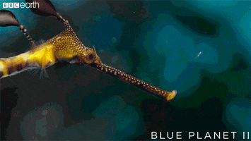 blue planet yes GIF by BBC Earth