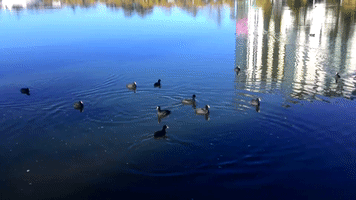 Tba Shemodgoma GIF