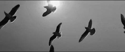 birds GIF by Darius Rucker