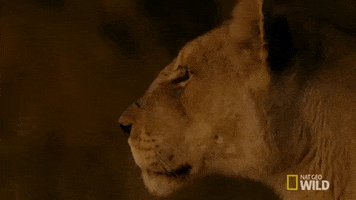 nat geo wild lioness GIF by Savage Kingdom