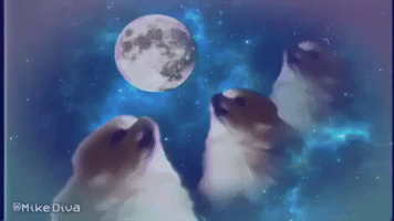 Howl O Ween GIFs - Find & Share on GIPHY