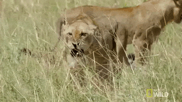 Nat Geo Wild Lioness GIF by Savage Kingdom