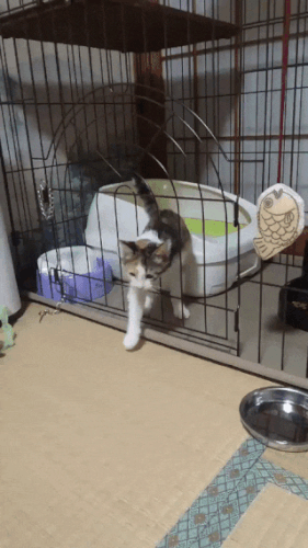 jantravell13gmailcom cat great escape GIF