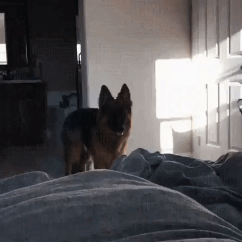 biazur  GIF