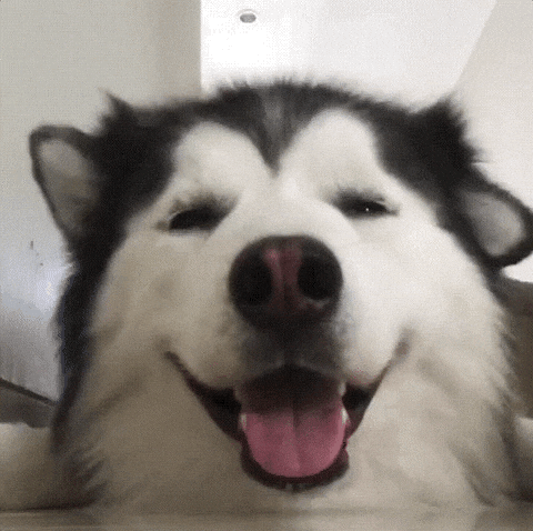 giphy.gif