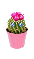 Cactus Dont Touch Sticker by Lois Hopwood
