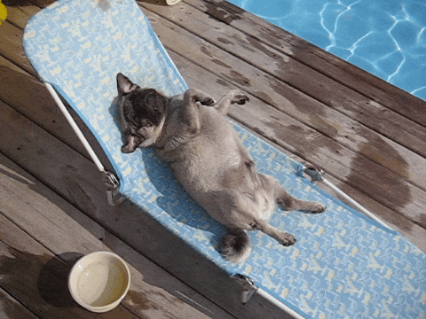 Dog Sunbathing GIF by AFV Pets