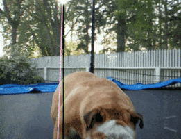 Dog Bouncing GIF by AFV Pets