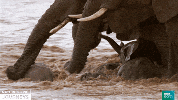 drowning nature's epic journeys GIF by BBC Earth