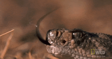 Boa Constrictor GIFs - Find & Share on GIPHY