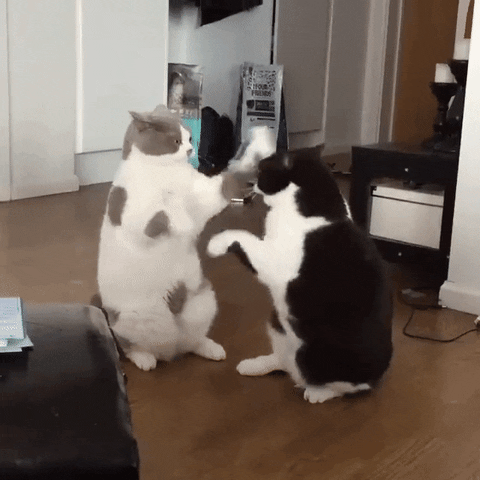 yupgr3dgemvrdxdr  GIF