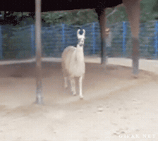 cihancimen  GIF