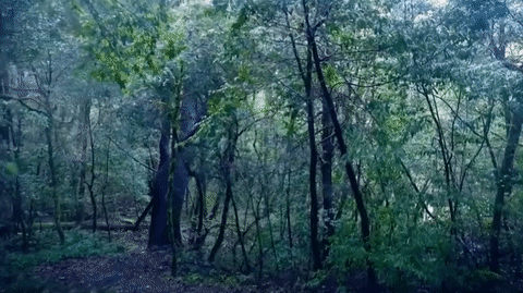 woods gif