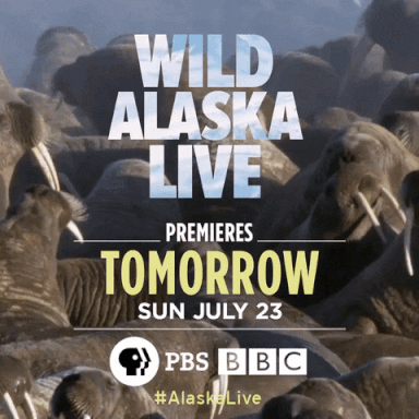 wildlife alaska GIF by PBS