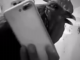 مشكور 