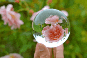 faraoana  spinning roses crystal ball almost 3d