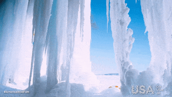 America Wild GIF by Go USA Jp