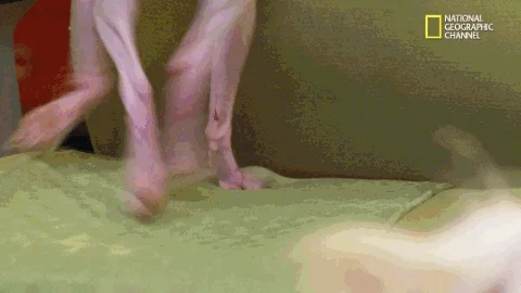 funny dogs GIF