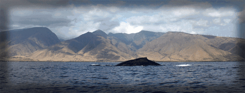 geoffrey humpback whale fluke dive off maui's olowalu coastline GIF