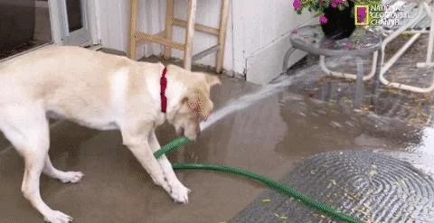 funny dogs GIF
