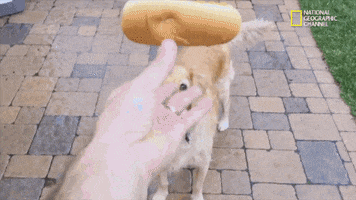 funny dogs GIF by Nat Geo Wild 
