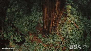 America Wild Film GIF by Visit The USA FR