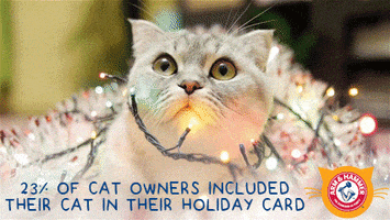 Cat GIF by ARM & HAMMER™ Clump & Seal™ MicroGuard™
