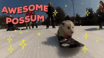 awesome possum GIF by chuber channel