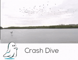 ambujshukla  GIF
