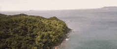 Now or Never Trips GIF
