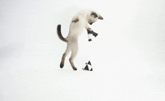 Cat Kitty GIF