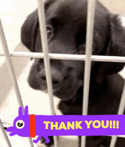 Dog Thank You Gif By Nebraska Humane Society Find Share On Giphy