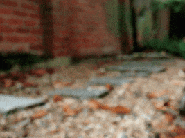Cat GIF