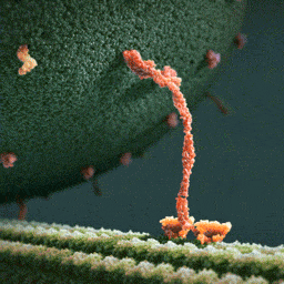 heidizaichickstea  GIF