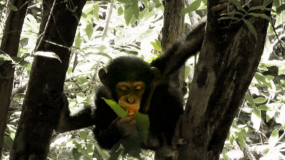 Nature Pbs Monkey GIF by ThirteenWNET - Find & Share on GIPHY