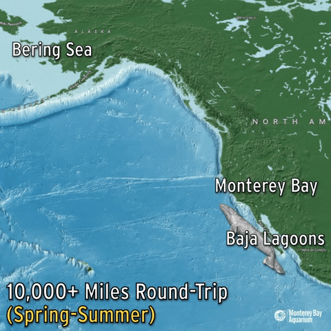 gray whale travel GIF by Monterey Bay Aquarium