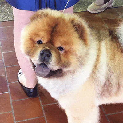 Chow Chow Gifs Get The Best Gif On Giphy