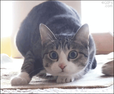 excited cat GIF by Demic