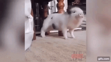 galore  GIF