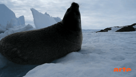 Antarctique Gif By Artefr Find Share On Giphy