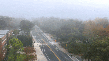 students fog GIF by University of Florida